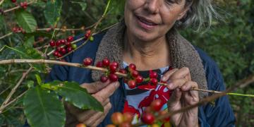 Female coffee producer examines her crop