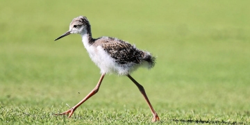 black winged stilt on a green