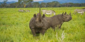 Lewa Wildlife Conservancy 