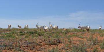 Oryx in native habitats