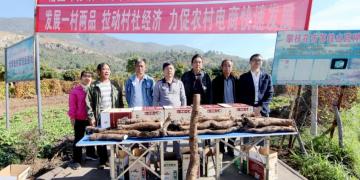 Geliping Köyü köylüleri ve Nongyida E-ticaret personeli, tarım arazisinde Cycad Yam satışı için bir lansman töreni düzenledi. Önlerinde yapay olarak çoğaltılmış Cycad Yam sergilenirken bir sıra halinde durdular.