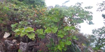 Um grupo de arbustos está crescendo nas fendas do calcário. A planta inteira apresenta um padrão de crescimento espalhado, com folhas verdes em forma de palmeira que parecem saudáveis e vigorosas.