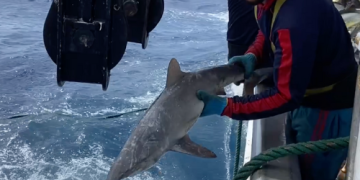 tripulante a bordo liberando tiburón sedoso