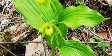 Pianta selvatica protetta di livello nazionale II in via di estinzione - Cypripedium a fiore verde (Cypripedium henryi)