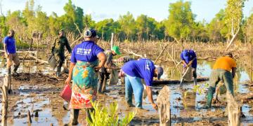 Community members replating mangroves