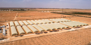 The farming cluster in Al Za’atari 