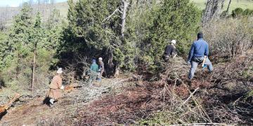 Comunidad local desbrozando Enebro y otros arbustos.