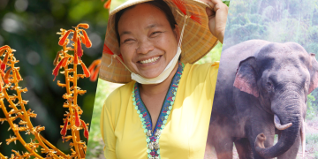 图示 BR 项目的三个影响领域：支持可持续的社区生计（左）、促进妇女参与保护（中）和恢复生态系统（右）。