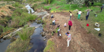 Plantation de plantes indigènes le long de la rivière Huis