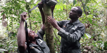 Dian Fossey Gorilla Fund (DFGF)