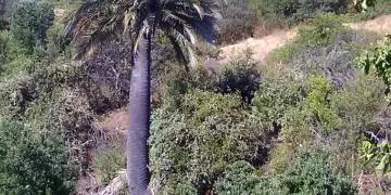 Fundacion para la recuperacion de la Palma Chilena y el bosque nativo