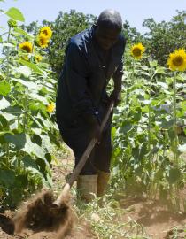 Sunflower farmer in Tana Delta IUCN