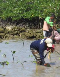 Planting mangroves Image used with permission from SIKAT
