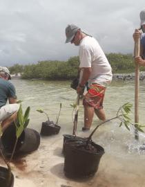 Planting mangroves Mangrove Maniacs
