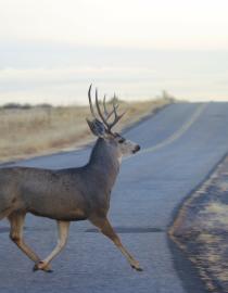 Mule Deer (Odocoileus hemionus) Adobe Stock