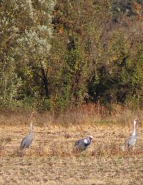 Three white-naped cranes are resting in the rice paddy. In Korean and mostly East Asian cultures, the crane is seen as a symbol of peace, good fortune and happiness, and a frequent subject in art and legends. Siska Sihombing