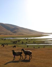 Summer pastures, Rasht Valley, Tajikistan GIZ/Pfefferle