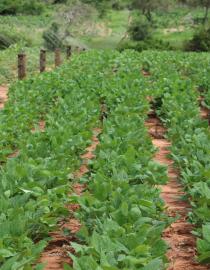 Photo of a 10% Fence Plan with thriving cow peas