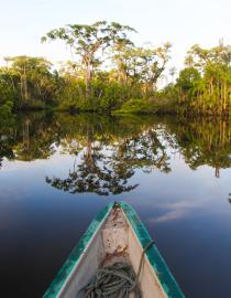Landscape of Amazon rainforest in Orellana province, Ecuador