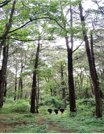 Aberdares Forest Ecosystem