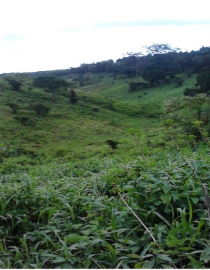 Indigenous Tree Species