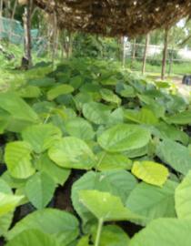 Produced seedlings for restoration 