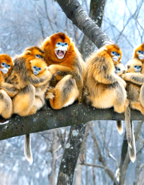 Golden Snub-nosed Monkey Family