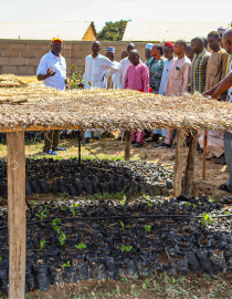 Seedlings of economic crops 