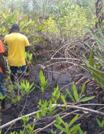 Mangroves in full regeneration