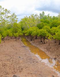  hydrological channels created within the Jimbo salt pans