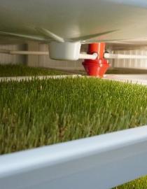 Hydroponic Fodder Production