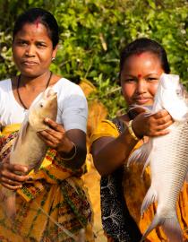 Women Aquaculture Farmer harvesting fish