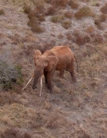 Super Tusker BU1 