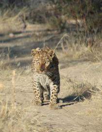 Leopard collared and released on Farm