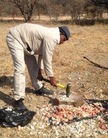 Guide crushing bones for Cape vultures