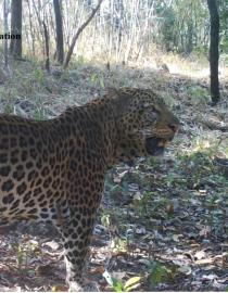 Leopard in the Bafing watershed in Guinea photographed by camera traps.