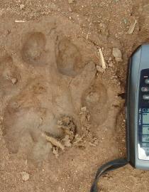 Lion Spoor with ruler at 15cm for scale