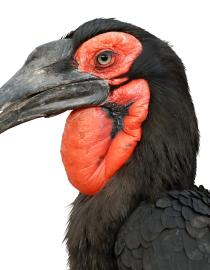 A female Southern Ground-hornbill