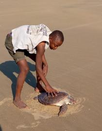 Turtle released back to the sea
