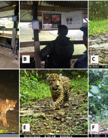 A & B. Demonstrative solar-powered electric fences and motion-sensor lights to mitigate predation; C. Cougar; D. Oncilla; E. Antonio jaguar (rediscoverd for the andean area of the Cauca Valle department) F.  Spectacled bear recorded by Camera trap