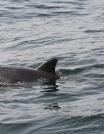 Common dolphin