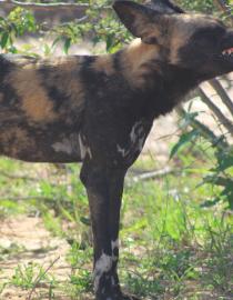 A beautiful photo of a Wild dog from Laikipia