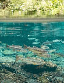 Formosan Landlocked Salmon