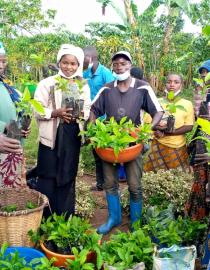 Distribution of indigenous shade trees
