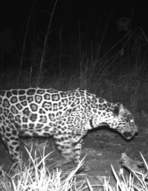 In this image, one can see a monitored jaguar moving in one of our study areas.