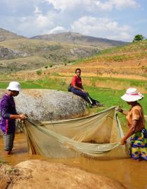 Aquaculture farmers in Haute Matsiatra, Madagascar are preparing the brood stock for a new rice-fish production. Three farmers are standing in a shallow part of the pond holding  a net.