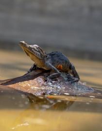 Crocodylus acutus