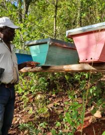 One of the beehive apiaries established through the BIOPAMA-funded project in Chimanimani KBA