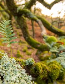 Rainforest scene with ferns and lichens