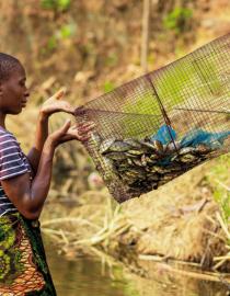 A woman harvests small tilapia with a self-made fish trap. She is lifting the fish trap with the catch of small fish out of the pond.
